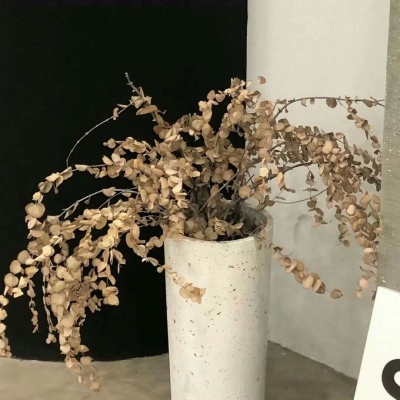 兽设物种设计灵感福瑞群